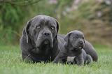 CANE CORSO 1323